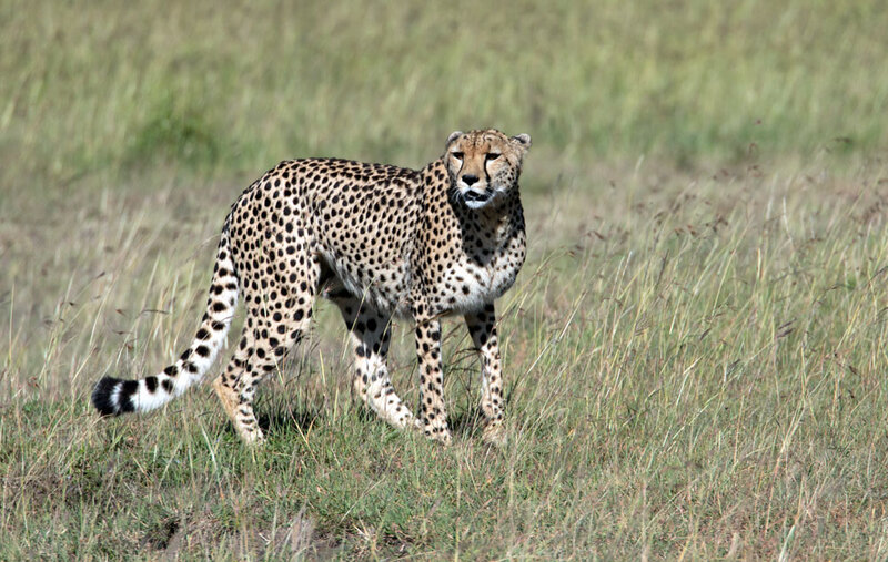 5L2A8741-Cheetah Looking Right.jpg :: Cheetah Looking Right