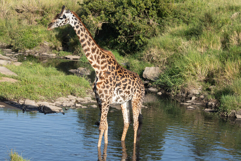 5L2A8978  Giraffe standing in water.jpg ::  Giraffe standing in water
