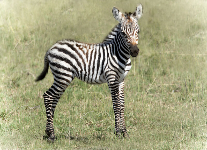 5L2A9080 Young Zebra.jpg :: Young Zebra