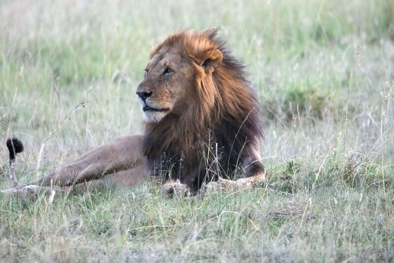 5L2A9128-Lion Male Sitting In The Mara.jpg :: Lion Male Sitting In The Mara