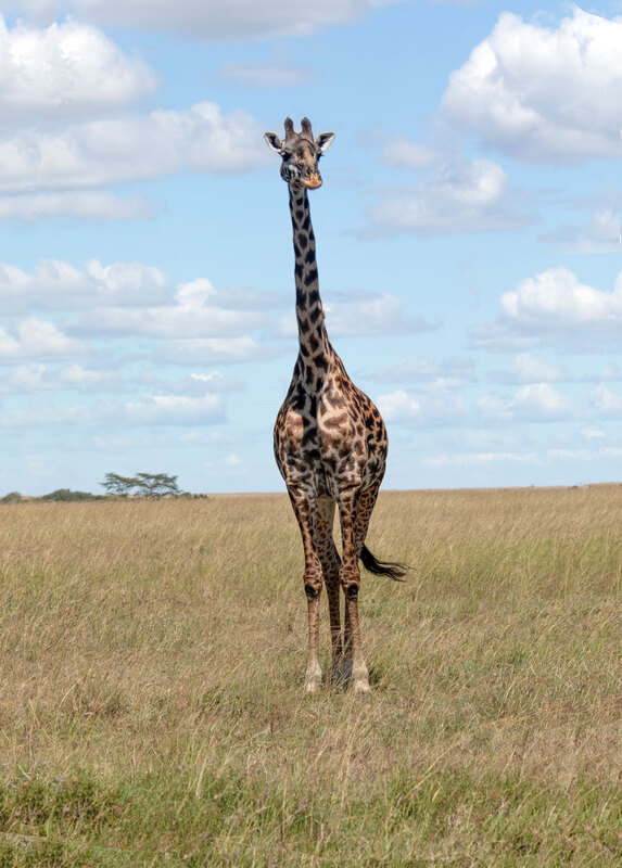 5L2A9247 giraffe-standing-head-on.jpg :: Giraffe standing
