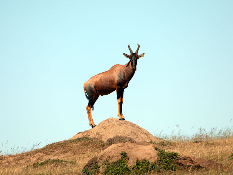 5L2A9348 Topi-on-mound.jpg :: Topi on mound. The mound provides a good view of the area to help with security.