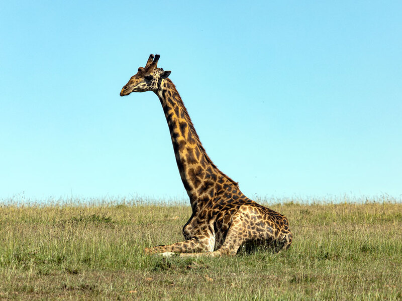 5L2A9365 Giraffe Sitting.jpg :: Giraffe Sitting