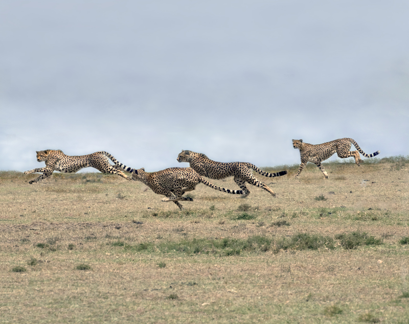 6 Cheetah Bros in full action.jpg :: Four of the five brothers have started to run