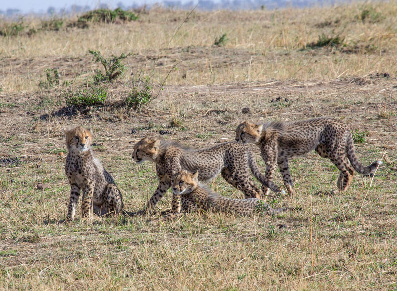 7 Cubs are waiting nearby.jpg :: Cubs are waiting nearby as they watch mother