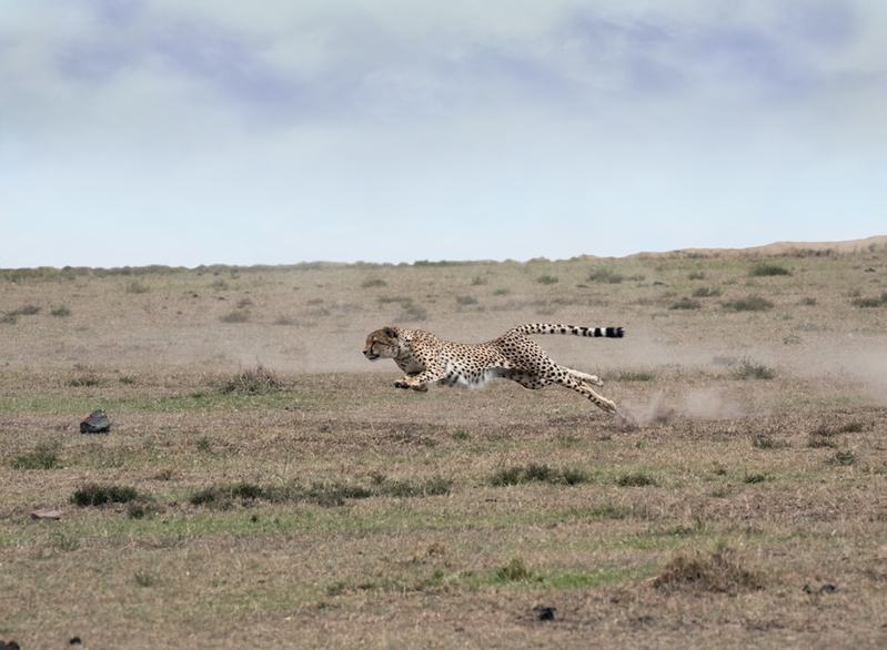 7 Lead cheetah is at full speed.jpg :: Lead cheetah is at full speed.