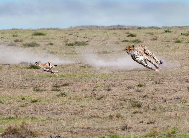 8 Lead cheetah about to strike.jpg :: Lead cheater is easy to strike.