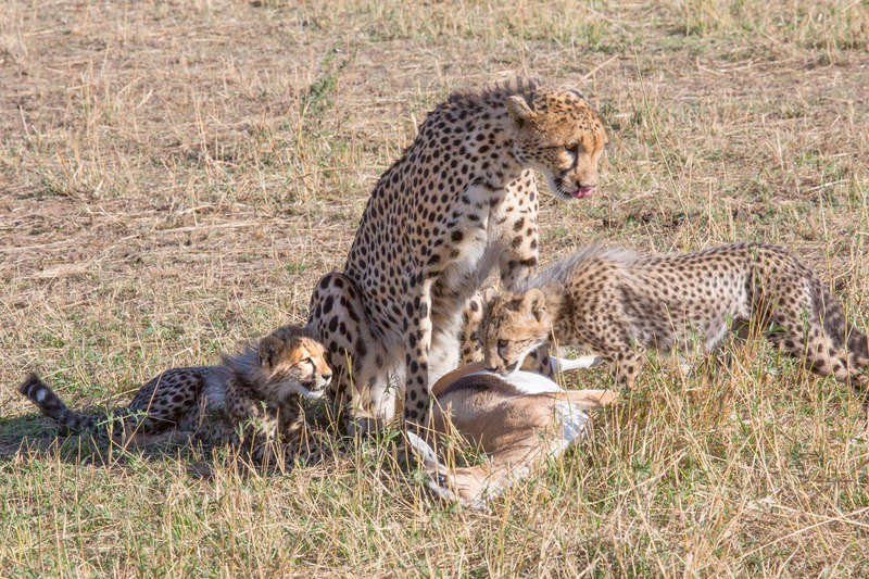 8 The cubs join mom with kill.jpg :: The cubs join mom with kill