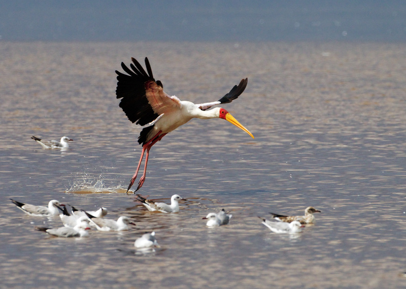 AB7-Yellowbill.jpg :: Yellowbill taking flight