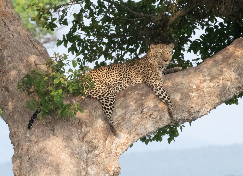 AQ9I1371 Leopard On Large Branch.jpg ::  Leopard On Large Branch