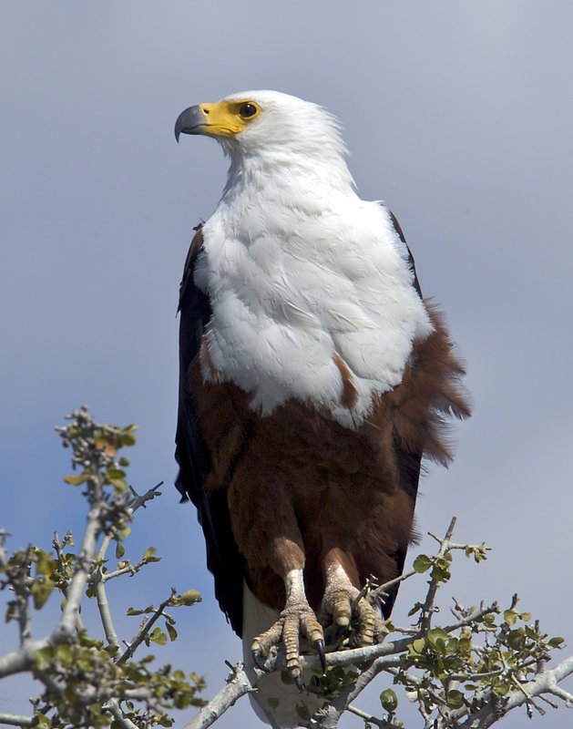 African Fish Eagle Perched.jpg :: African Fish Eagle perched on branch close up