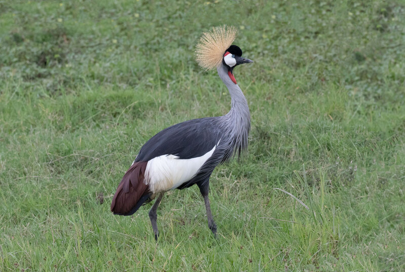 African-Crowned-Crane Walking Near Marsh.jpg :: African Crowned Crane walking confidently 