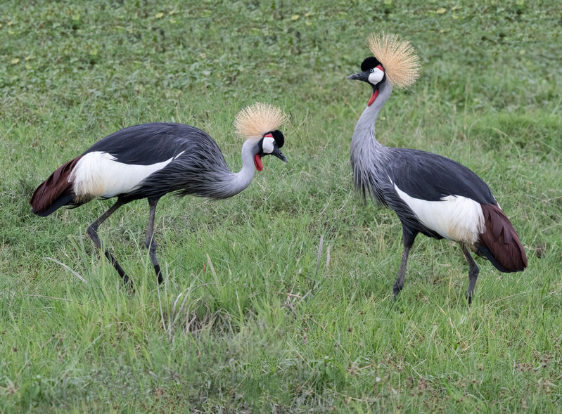 African-Crowned-Crane-Pair On Lush Grass.jpg :: Crowned Crane pair near marsh in Amboseli