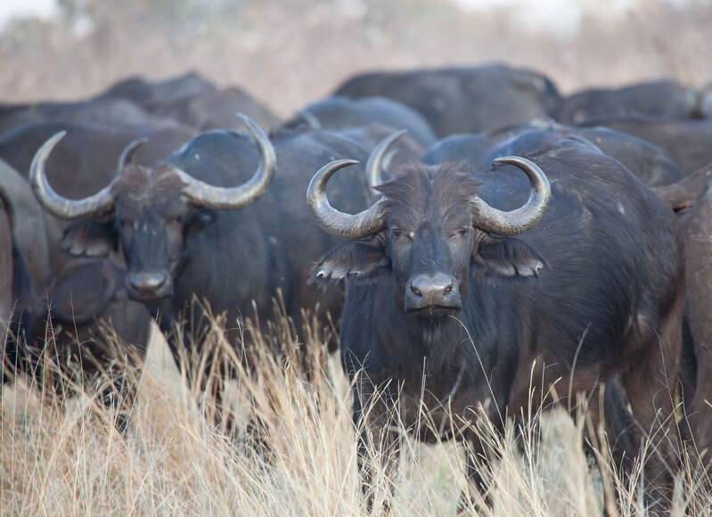 Angry-Cape-Buffalos IMG_0342.jpg :: Group of cape buffalos angry about nearby elephants competing for access to pond