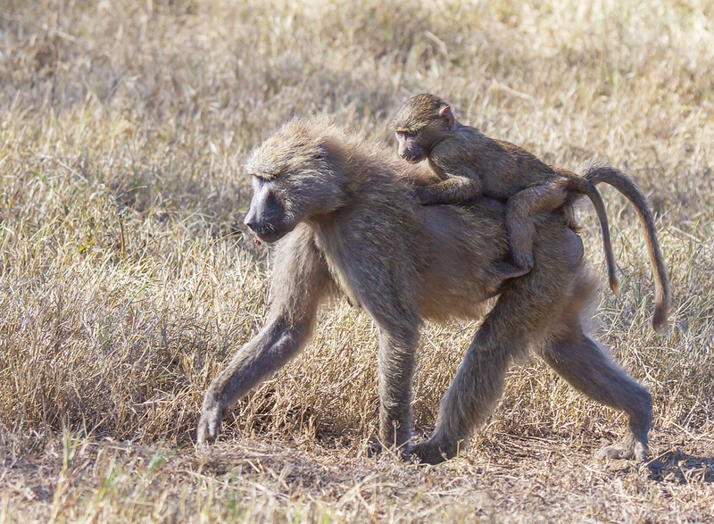 Baboon Baby On Moms Back1176.jpg :: Baboon mother carries her young on her back