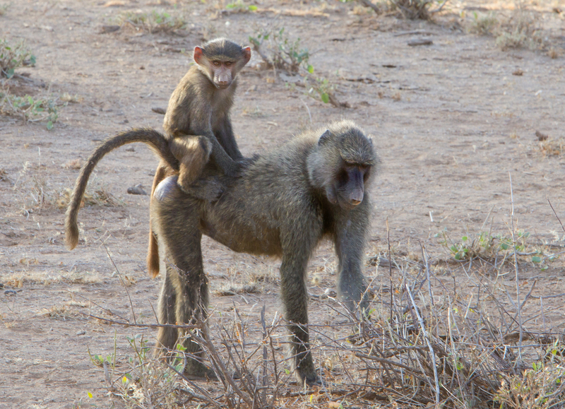 Baboon Baby On Mothers-back.jpg :: Baboon mother keeps baby under control