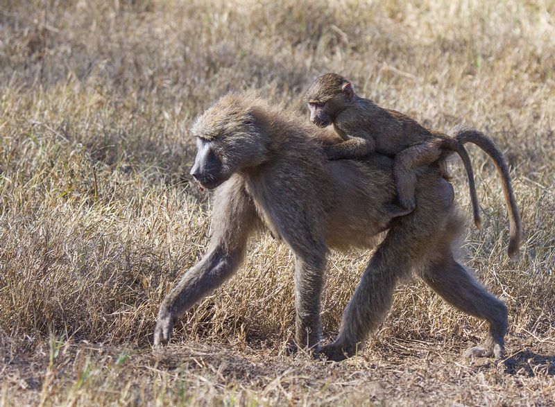 Baboon-Baby-on-Moms-back.jpg