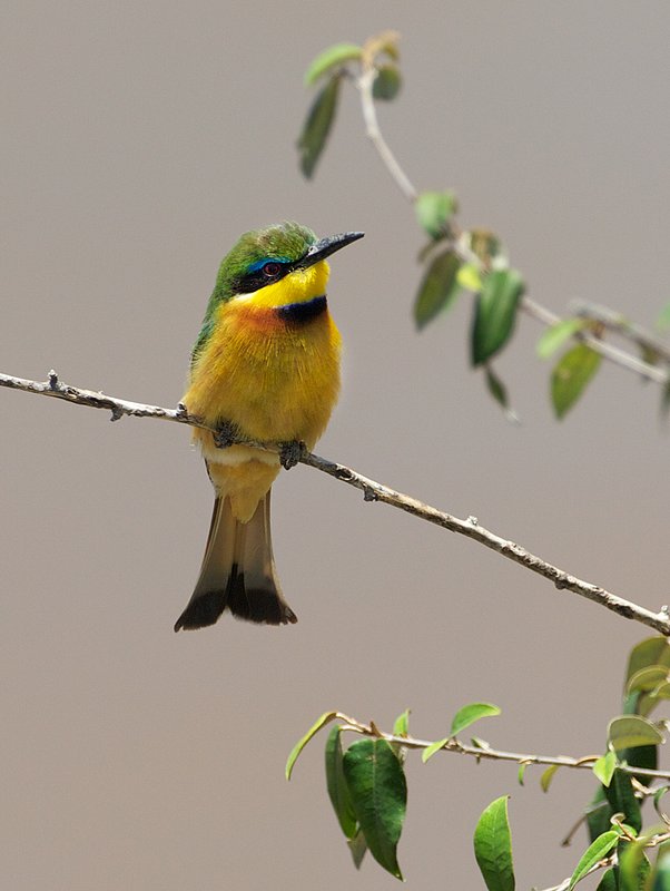Bee Eater Sitting On Branch-067.jpg :: Bee eater is perched on small branch