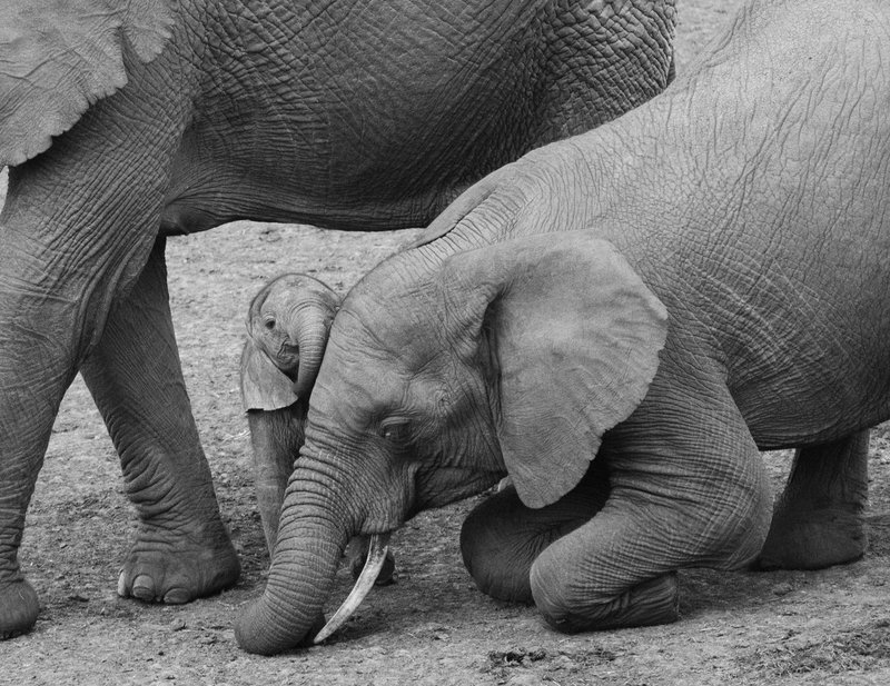Big Sister Drops To Her Knees To Show Affection To Newborn -BWversion.jpg :: Big sister drops to her knees to greet newborn while mother is standing nearby