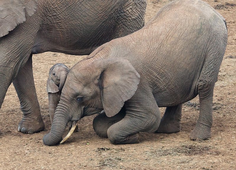 Big Sister Drops To Her Knees To Show Affection To Newborn -color version.jpg :: Big sister drops to her knees to greet newborn while mother is standing nearby