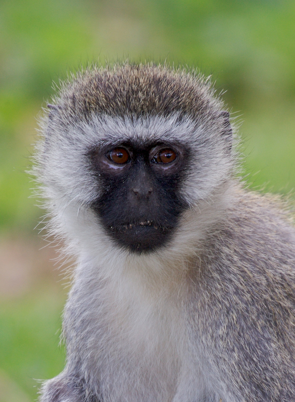 Black Faced Monkey-816.jpg :: Black faced monkey looking at camera