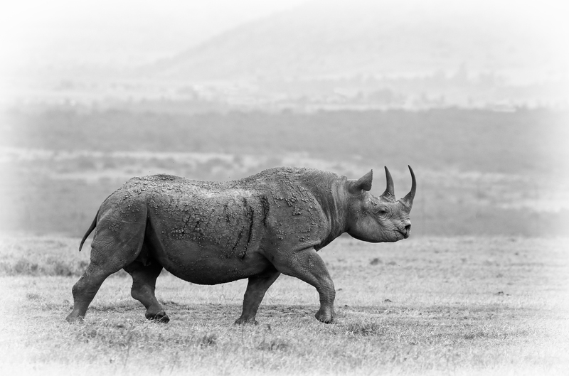 Black Rhino Strutting -black and white version.jpg :: Back rhino male is confidently strutting on the grasslands of Aberdare