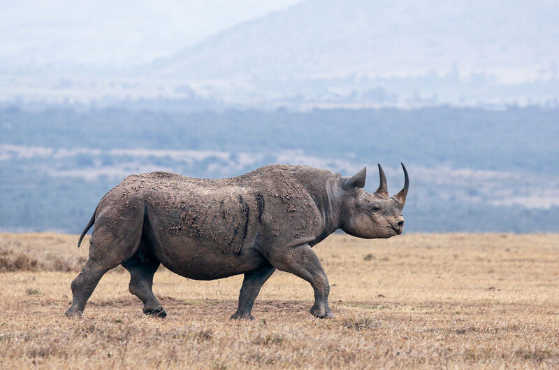 Black Rhino Strutting color version.jpg :: Black Rhino Walking In Aberdare region of Kenya