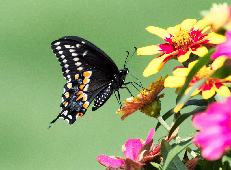 Black-Swallow-Tail.jpg :: Black-Swallow-Tail