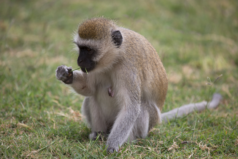 Black-faced Monkey.jpg :: black-faced monkey sitting in grass