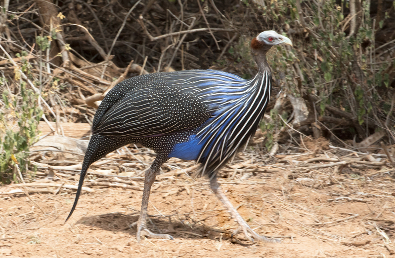 Blue-Guineafowl-Walking.jpg :: Blue guineafowl walking