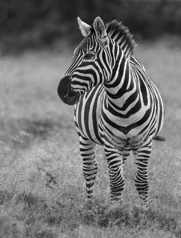 Burchels Zebta Standing-BW-copy.jpg :: An adult zebra (Burchels) standing looking out .