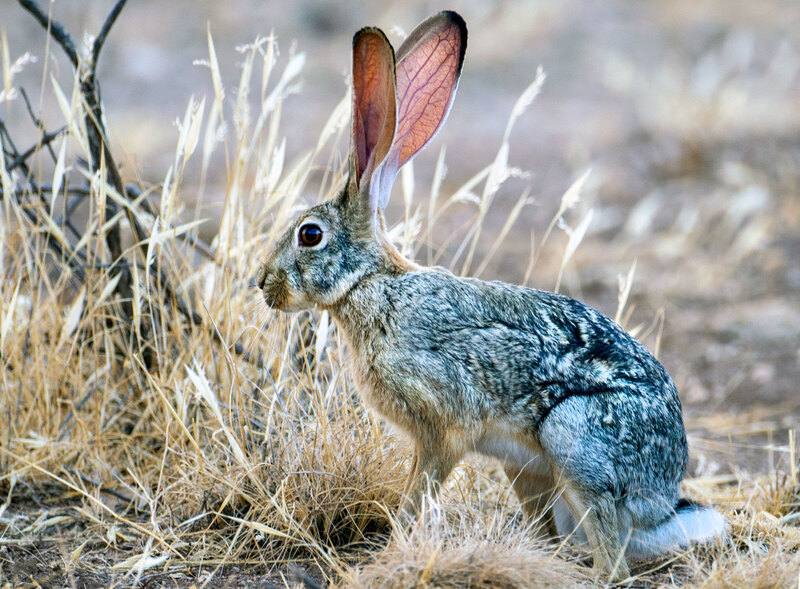 CN4F2721 African Hare.jpg :: African Hare