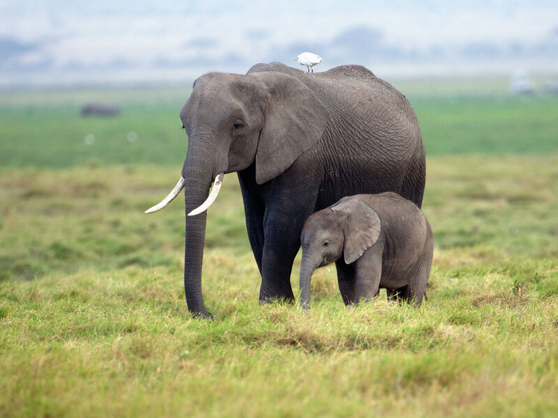 CN4F702 Elephant Baby and Bird.jpg :: elephant