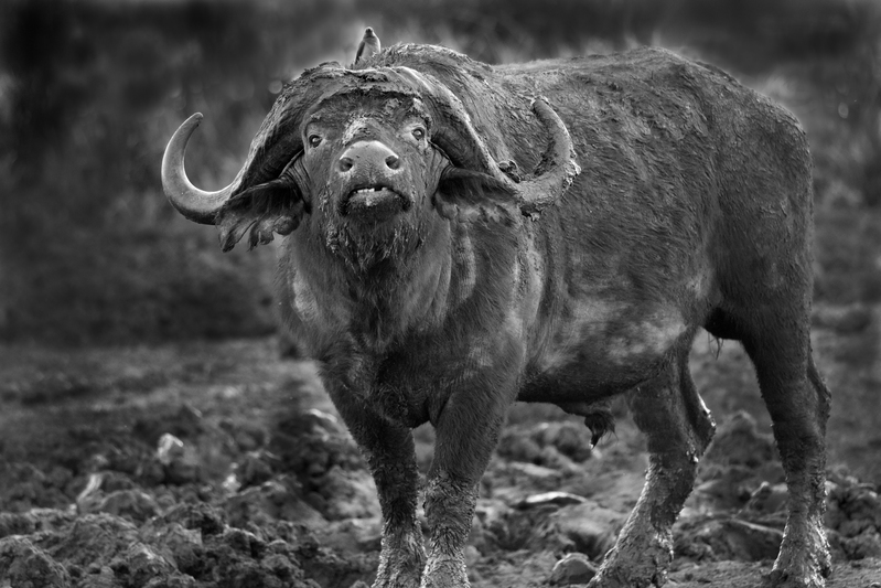 Cape Buffalo -Retired General BW.jpg :: Cape Buffalo -retired general