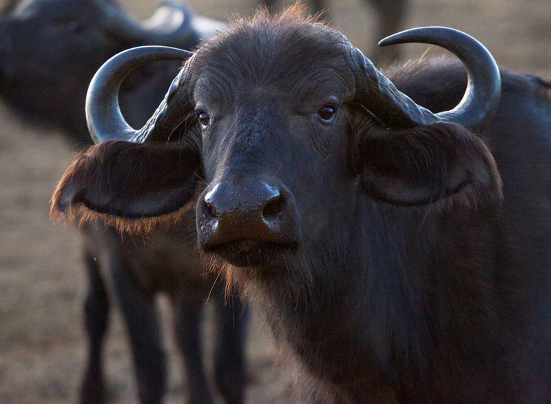 Cape Buffalo Female -closeup-1187.jpg :: cape buffalo female