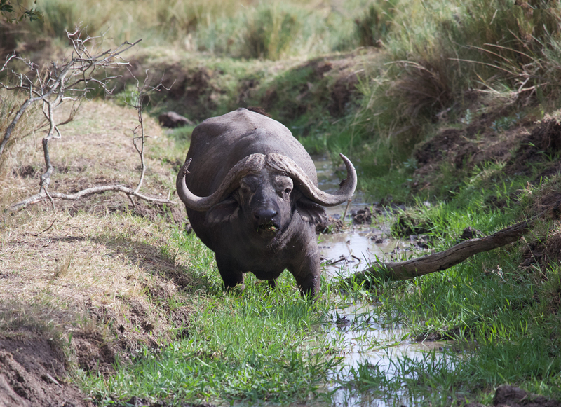 Cape Buffalo in Stream.jpg :: Cape Buffalo drinking from stream