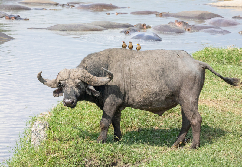 Cape Buffalo with 3 birds 5L2A1218.jpg :: Cape Buffalo with 3 ox peckers grazing near hippos 