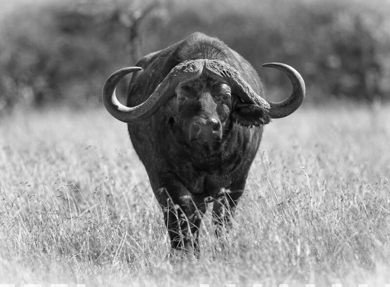 Cape-Buffalo-Male-BW CN4F1594.jpg :: Cape buffalo male standing on grassland of Masai Mara