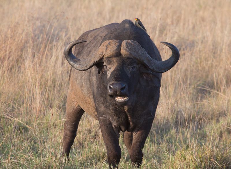 Cape-Buffalo-Male-With-Oxpecker.jpg