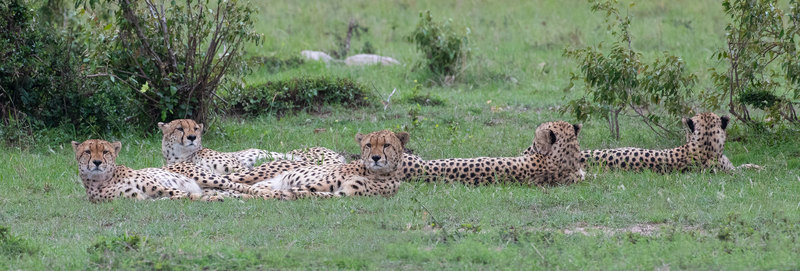 Cheetah Brothers resting.jpg :: The famous five cheetah brothers are taking an afternoon rest.