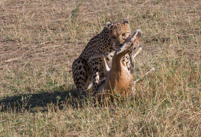 Cheetah Catcher Her Prey.jpg :: Cheetah mom completes her chase and catches this Thompson gazelle to feed her nearby kittens.