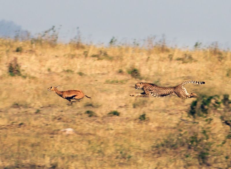 Cheetah Chase.jpg :: Cheetah mother is closing in on a gazelle. She is running about 50 mph