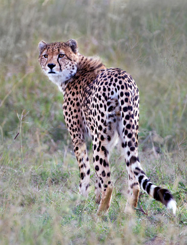 Cheetah Looking Back (vertical-crop) CN4F2047.jpg :: Cheetah Looking Back