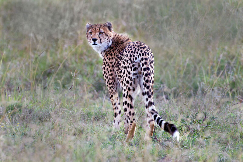 Cheetah Looking Back CN4F2047.jpg :: Cheetah looking back while walking in Sweet Waters area of Kenya