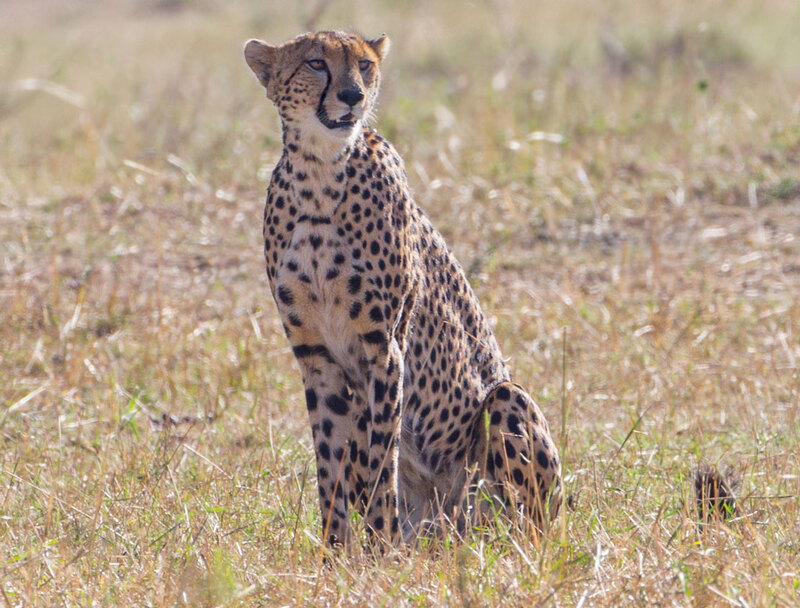 Cheetah Preparing to Attack CN4F1011.jpg :: Cheetah male is preparing to attack