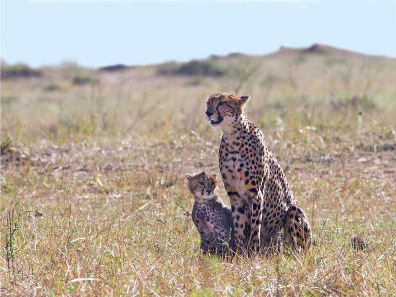 Cheetah Sitting Up With Cub.jpg :: Cheetah sitting with cub while searching for prey