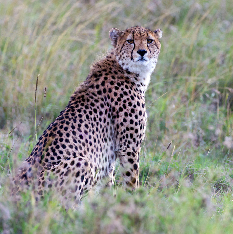 Cheetah Sitting in Grass.jpg :: Large male cheetah sitting in the grass and looking out for prey seen in Aberdare area of Kenya