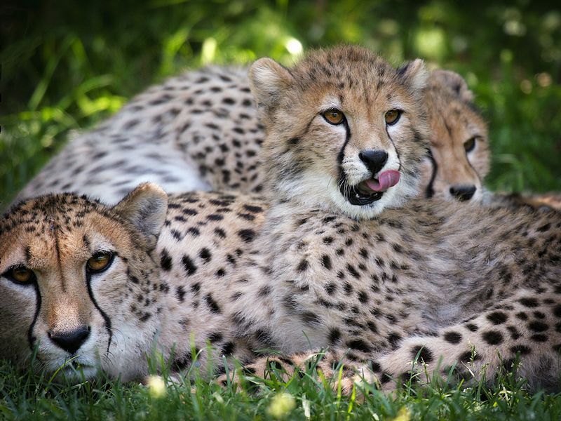 Cheetah with two cubs cubs.jpg :: Cheetah mother with tow cubs are resting in grass
