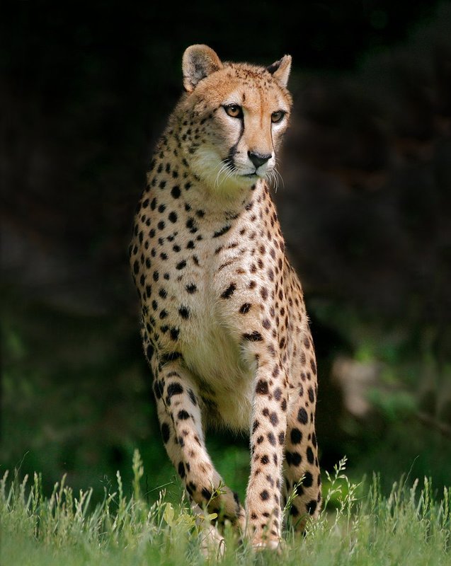 Cheetah-On-Watch.jpg :: Cheetah mother is returning to cubs after hunting
