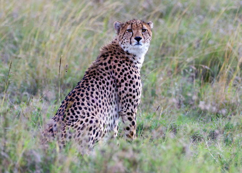 Cheetah-male CN4F2037.jpg :: cheetah male in grass in Sweet Waters area of Kenya